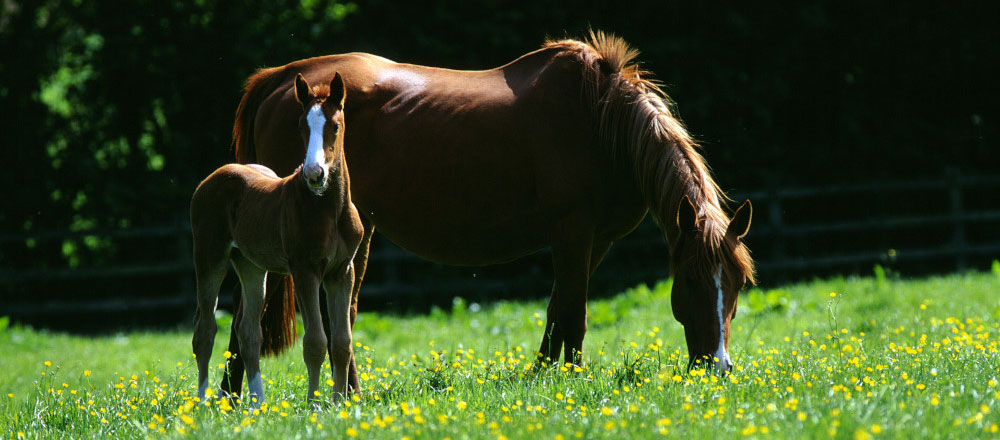 Mare and foal at Stapleton Stud
